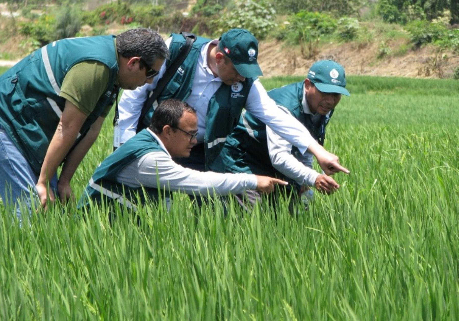 Contribuir a la Seguridad Alimentaria Agronomía Universidad Nacional de Tumbes 